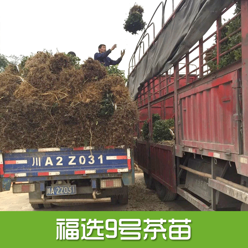 专业供应 福选9号茶苗 福鼎大白茶 茶苗基地