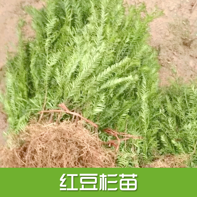 专业供应 红豆杉苗 红豆杉树苗 耐寒红豆杉小苗