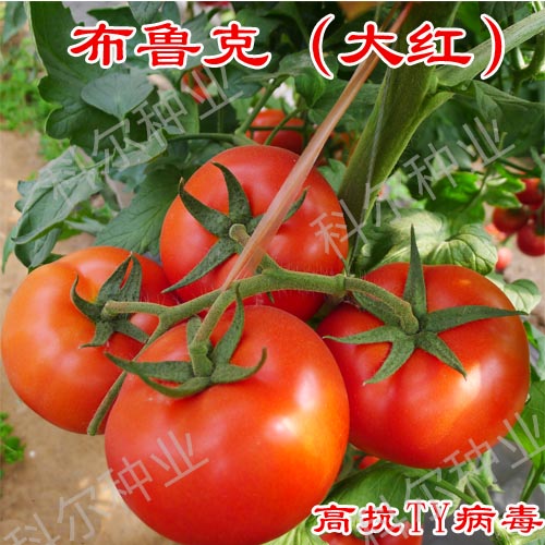 供应用于西红柿种子的科尔种业布鲁克--大红西红柿种子图片