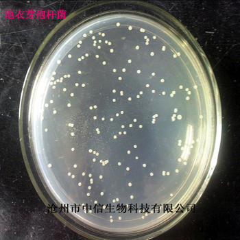 供应用于净化水质的地衣芽孢杆菌 提高动物免疫力