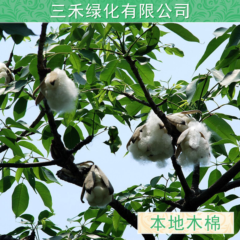 供应美丽异木棉基地哪里有大量供应各种规格大树小苗，广西柳州种植园