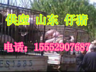 日照市猪场常年供应三元仔猪厂家