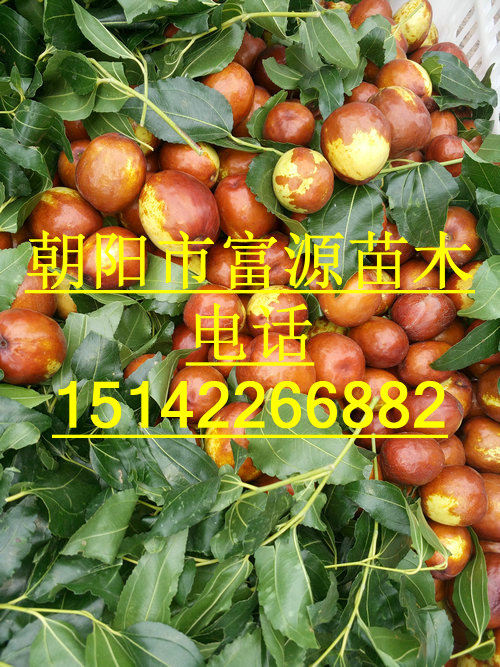 枣树苗枣树富源苗木长期出售枣树枣树苗等各种果树图片
