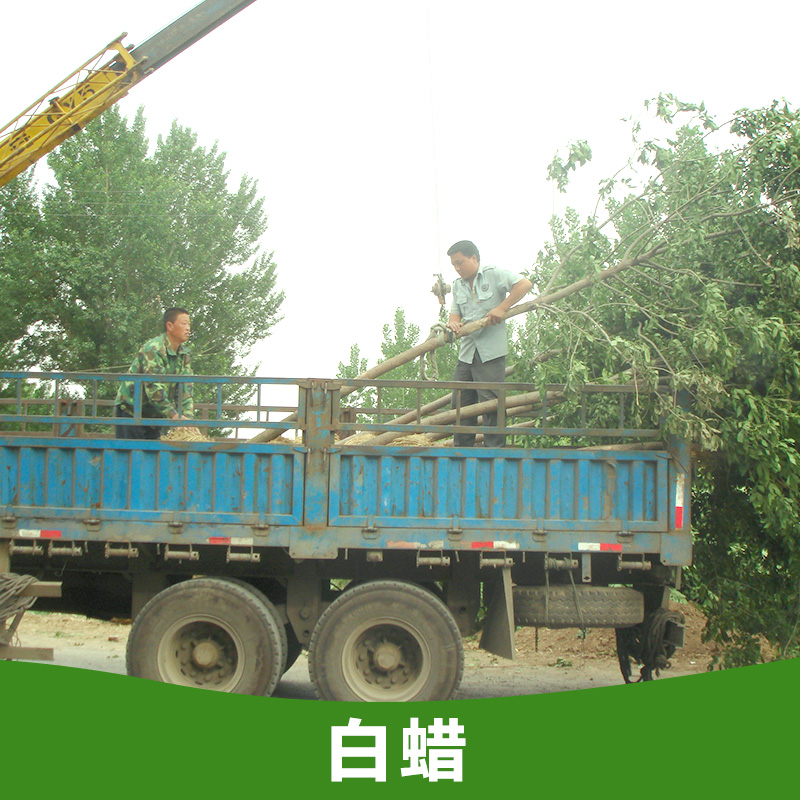 供应白蜡树苗 白蜡小苗批发 白蜡苗价格 山东苗木基地图片