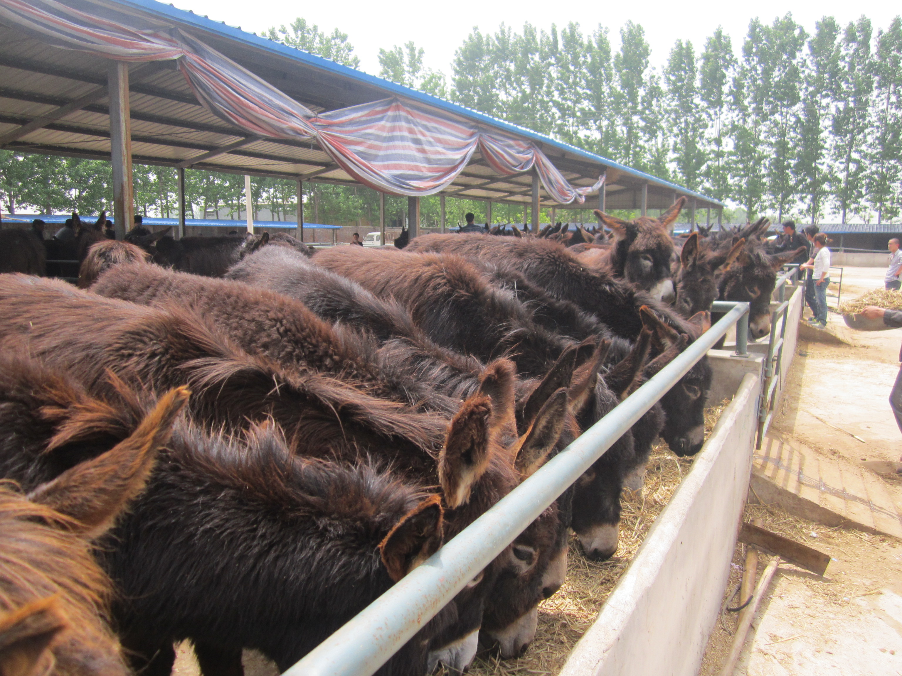 供应最新德州驴市场价格 哪里的毛驴价格便宜 新疆肉驴多少钱一只图片