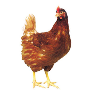 供应用于产蛋率高的海兰褐蛋鸡苗图片