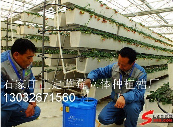 供应北京山东东北陕西草莓立体种植槽实力雄厚的厂家 设计合理的产品 种类多 质量好 生产设备先进 自主研发产品 适合多种植图片