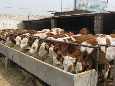 河北沧州市养牛场100头牛养殖供应河北沧州市养牛场100头牛养殖投资资讯三月龄牛犊多少钱一头