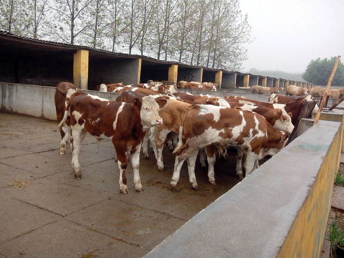 河北沧州市养牛场100头牛养殖批发