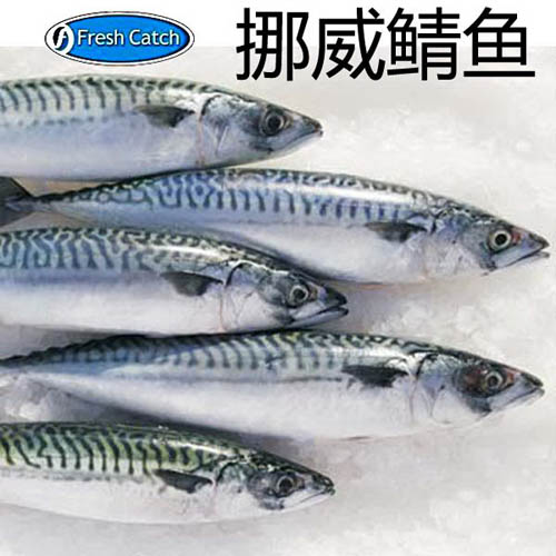 供应用于鲐鱼生产的大西洋青花鱼，鲐鱼，鲭鱼