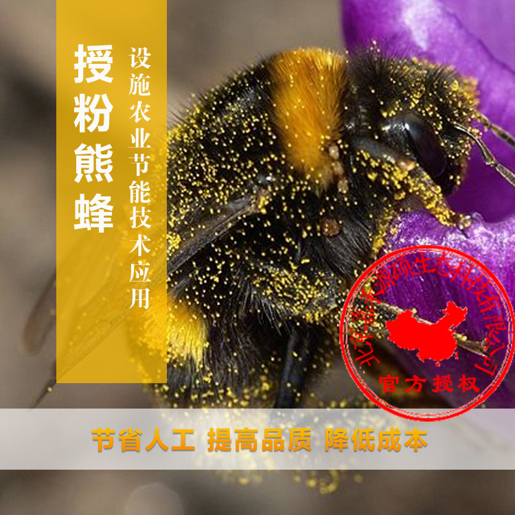 熊蜂丨熊蜂授粉丨熊蜂授粉技术丨北京嘉禾源硕