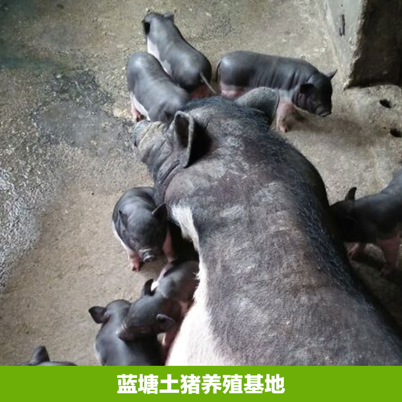 蓝塘土猪养殖基地，土猪养殖场 ，土猪养殖批发价格