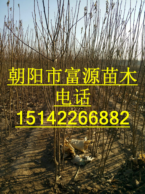 供应用于的苹果树苹果苗富源苗木大量供应中图片