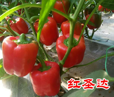 供应用于五彩椒种子的红圣达--五彩椒种子彩椒新品种图片