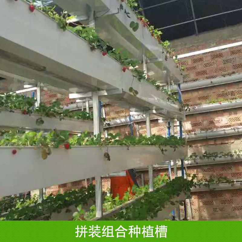 供应草莓立体种植槽厂家，正定县富民种植技术推广服务中心