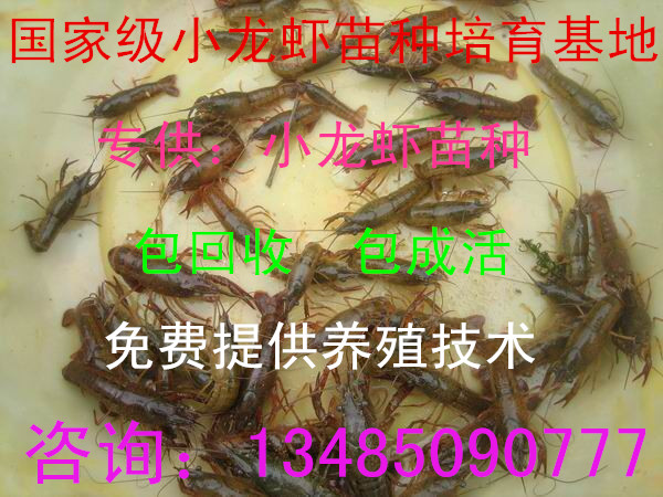 淡水龙虾苗 龙虾种直销包成活包回收免费提供养殖技术