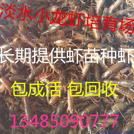 淡水龙虾苗直销龙虾苗批发价格现在龙虾苗多少钱一斤图片