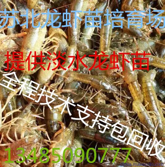 龙虾种 小龙虾苗价格龙虾苗直销包成活包回收免费提供养殖技术 小龙虾种 小龙虾种虾