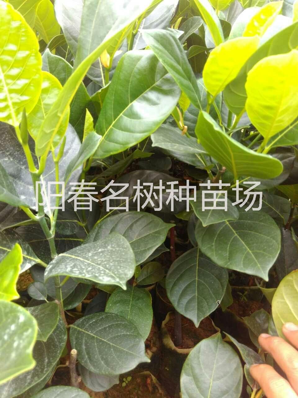 供应四季红肉菠萝蜜图片