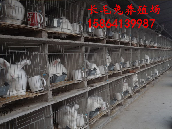 济宁市安徽肉兔种兔多少钱杂交野兔前景厂家安徽肉兔种兔多少钱杂交野兔前景