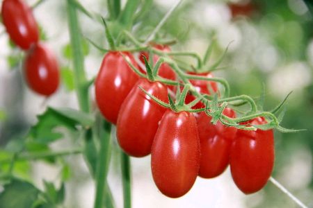 供应用于食用的攀枝花小番茄（圣女果）攀枝花小番茄批发零售