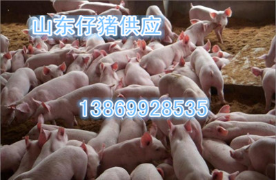 供应用于种猪，苗猪等的2016年山东仔猪供应图片