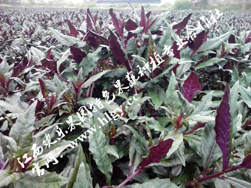 供应用于种植的血皮菜种苗 血皮菜
