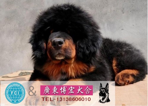 广州哪里有卖藏獒犬广州买藏獒犬多批发
