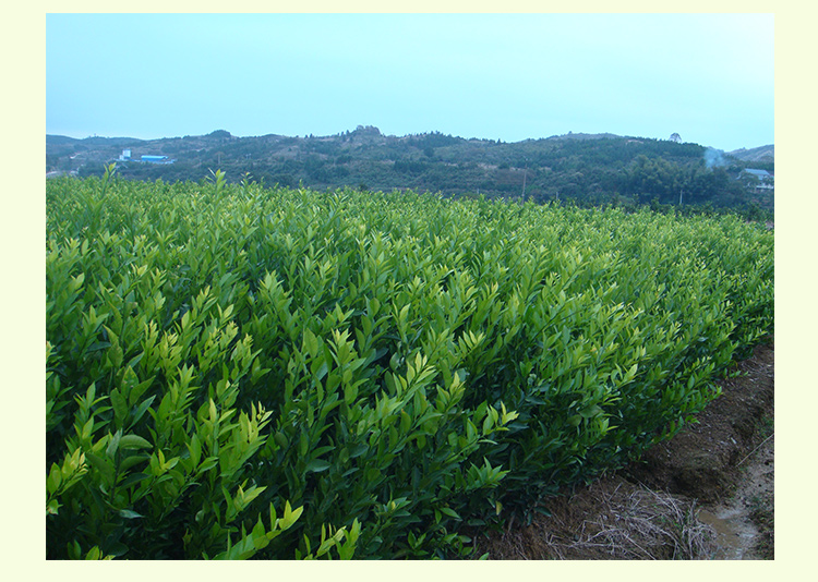 供应用于种植的南丰蜜桔苗 品种纯正 品种优良