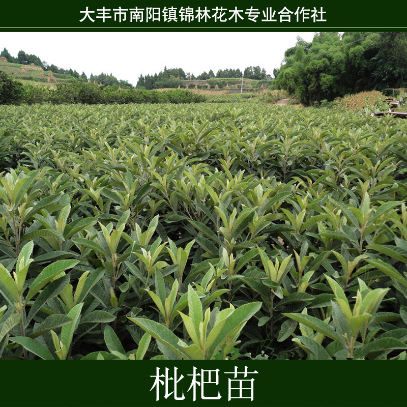 上海枇杷树苗报价，盆栽地栽果树苗，黄肉大果枇杷