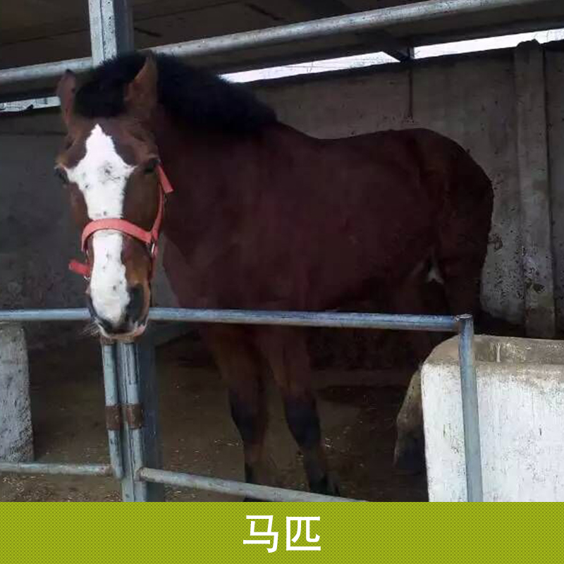 马匹养殖场供应马匹  马匹 良种 矮马出售