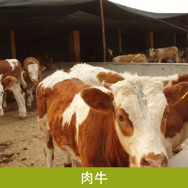 西门塔尔牛养殖场 肉牛养殖场 肉牛育肥 肉牛养殖图片