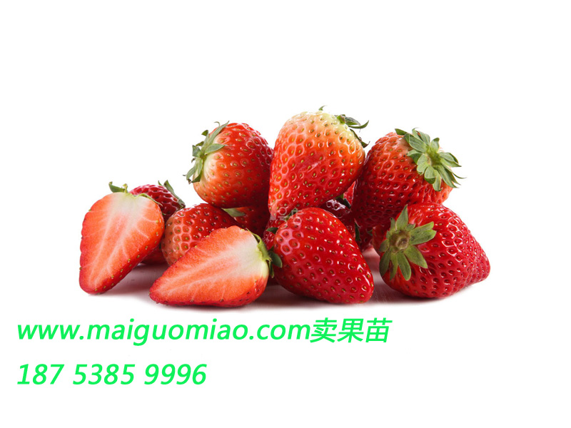 供应用于草莓苗批发的山东草莓苗种植，草莓苗价格图片