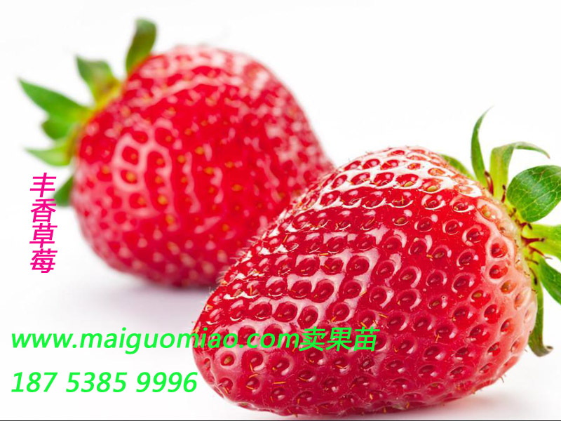 供应用于草莓生产的山东草莓苗山东哪里有山东草莓苗基地山东草莓苗价格图片
