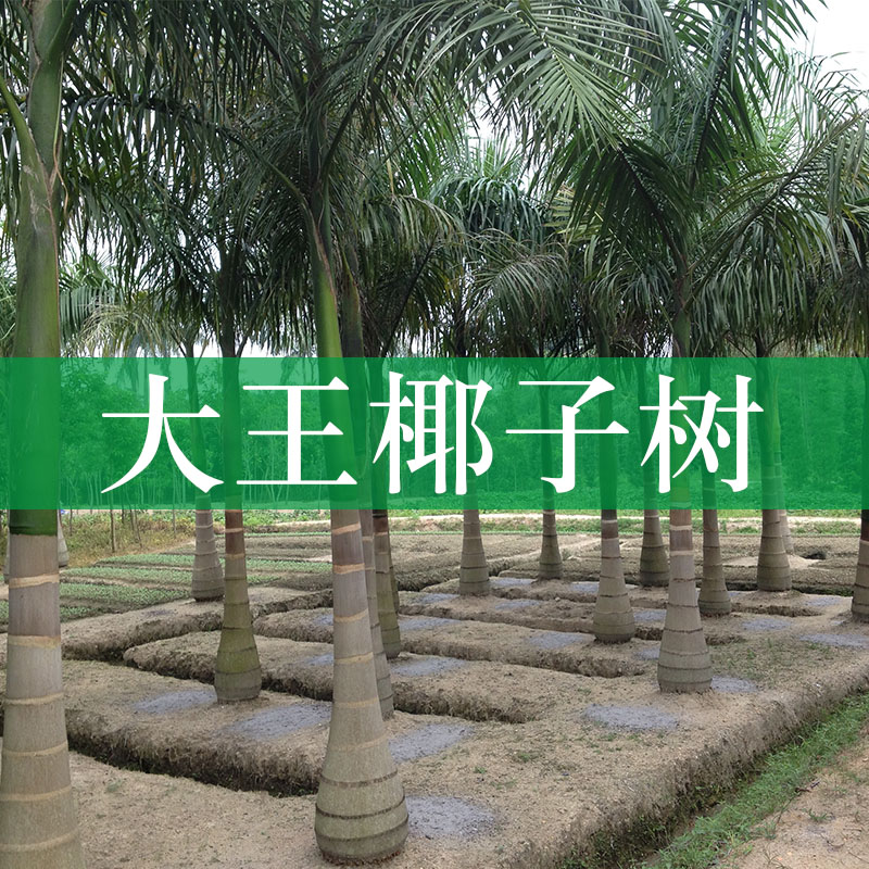 大王椰子树种植基地大量批发大王椰子树苗 大王椰子树