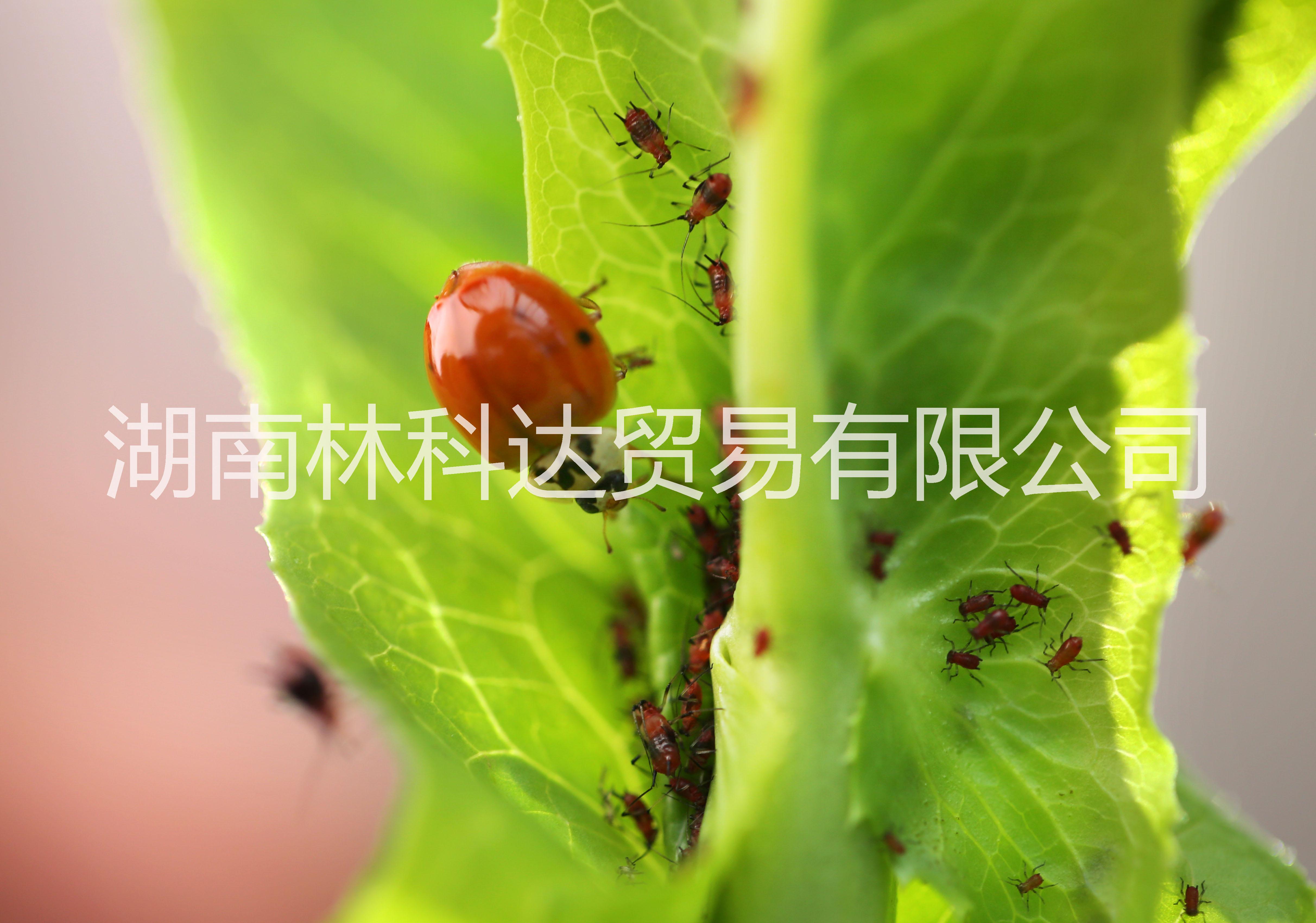 供应用于防治蚜虫蚧壳虫的瓢虫图片