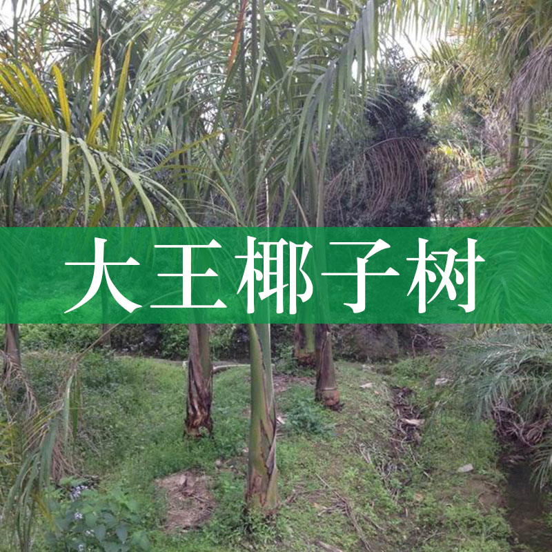 大王椰子树种植基地大量批发大王椰子树苗 大王椰子树