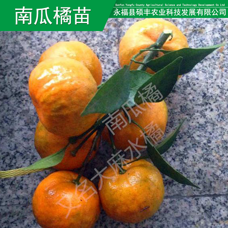 供应用于种植的广西南瓜橘果苗南瓜橘果苗价格明柳甜桔