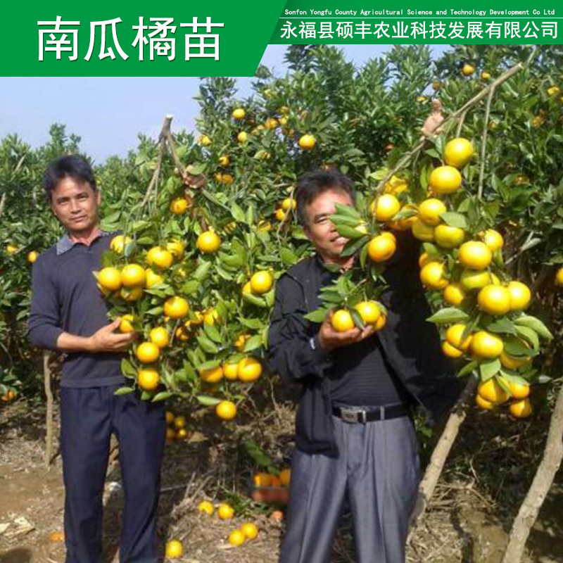 供应用于种植的广西南瓜橘果苗南瓜橘果苗价格明柳甜桔图片