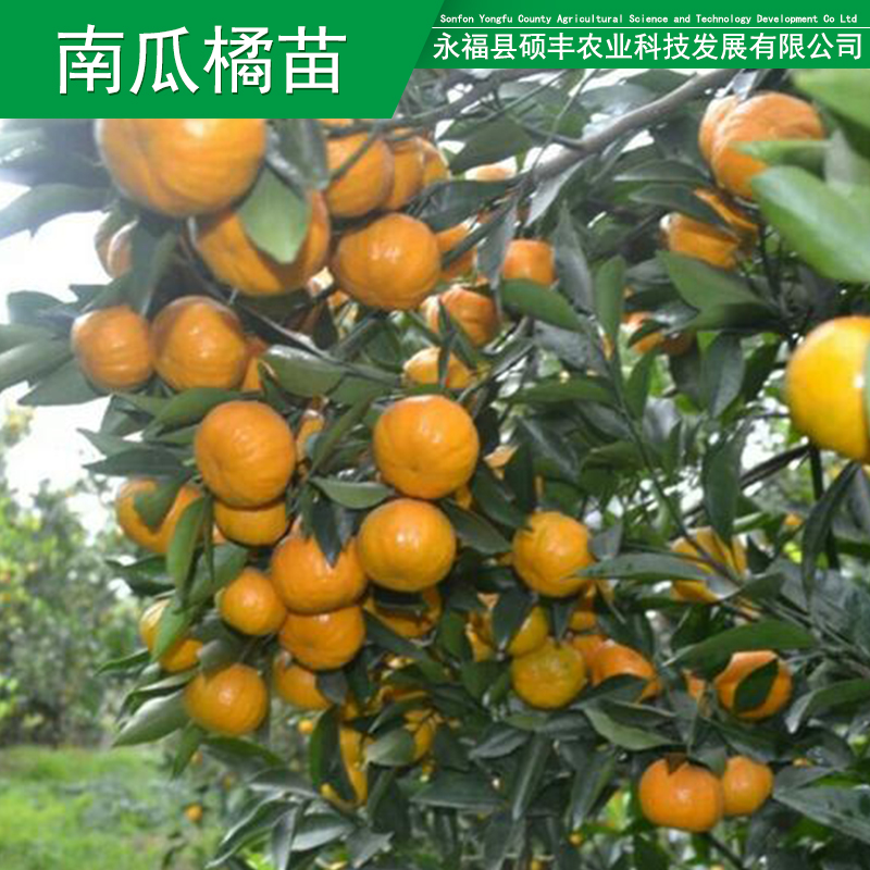 供应用于种植的广西南瓜橘果苗南瓜橘果苗价格明柳甜桔