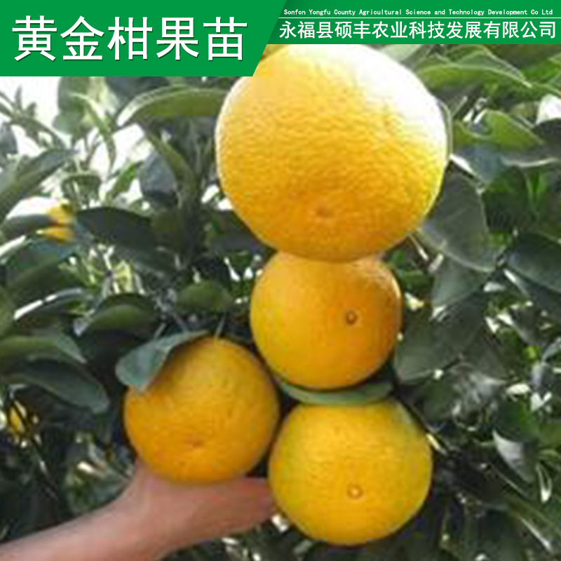 供应用于种植的正宗青艺苗木基地黄金柑果苗现货起苗