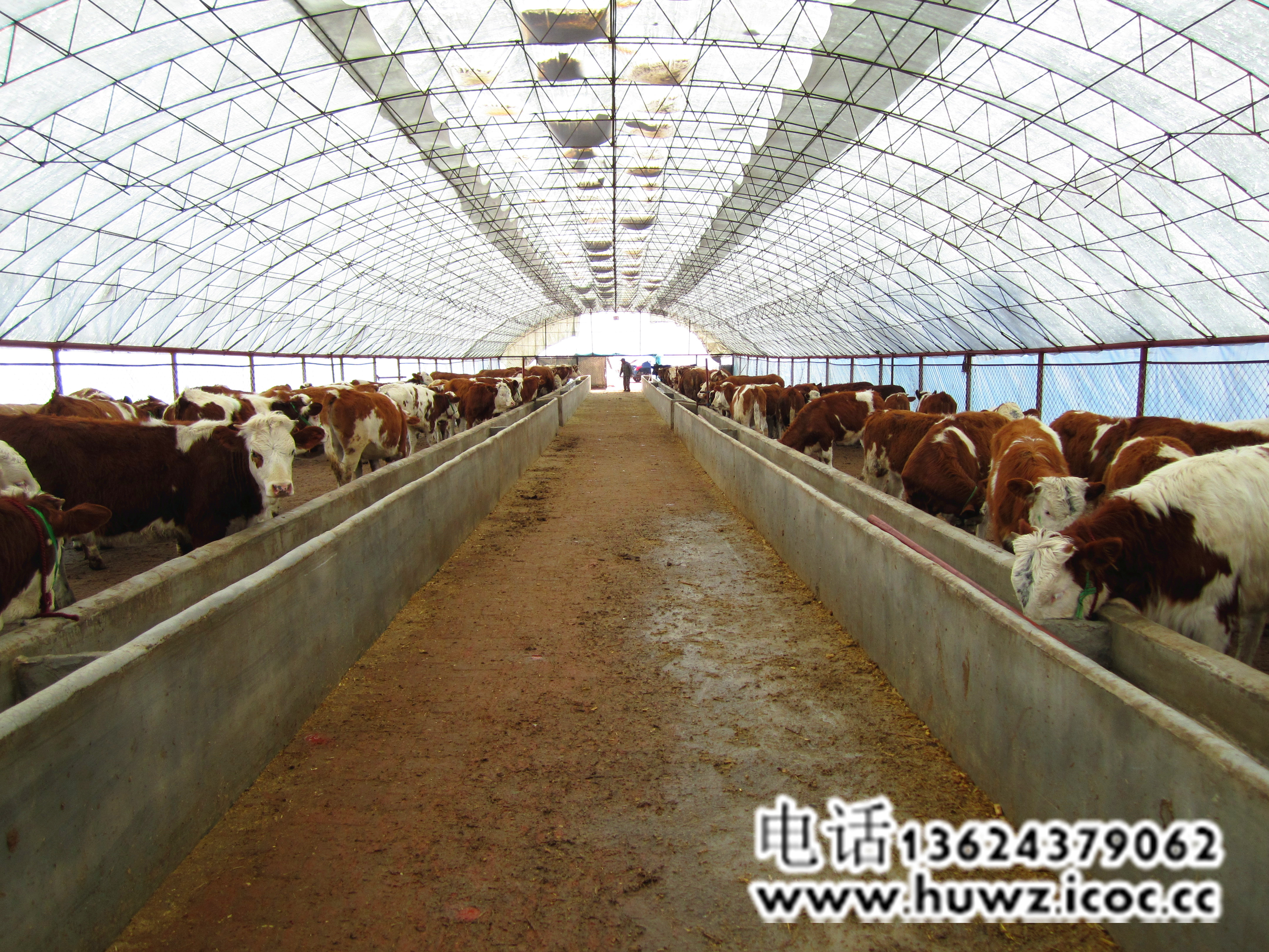 肉牛养殖场优质黄牛网 西门塔尔供应用于繁育养殖|母牛|肉牛的肉牛养殖场优质黄牛网 西门塔尔