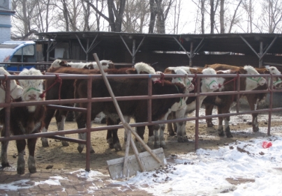 辽源市肉牛养殖场优质黄牛网 西门塔尔厂家供应用于繁育养殖|母牛|肉牛的肉牛养殖场优质黄牛网 西门塔尔