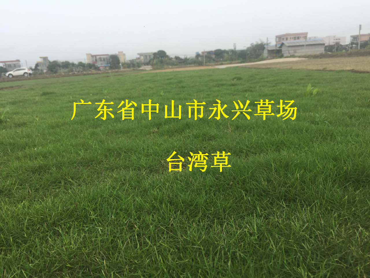 广东高尔夫球场专用草批发批发