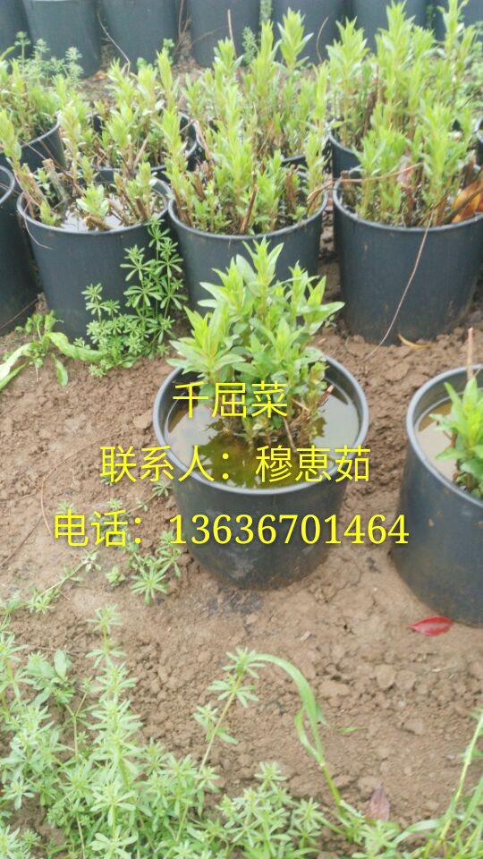 供应水生植物-矮蒲苇、花叶芦竹、香蒲