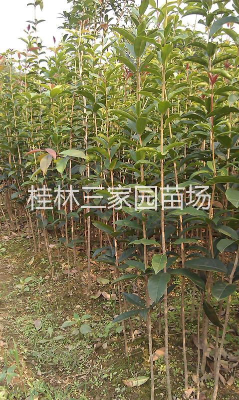 桂林市广西桂林桂花树批发出售厂家