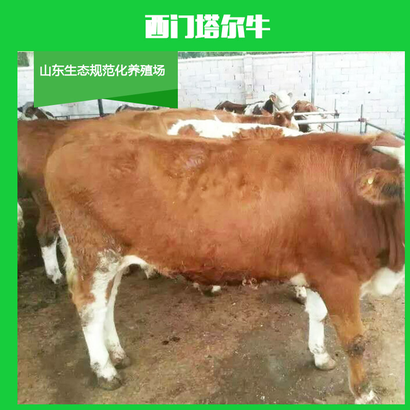 黑龙江西门塔尔牛价格报价 黑龙江西门塔尔牛养殖技术 肉牛牛犊批发