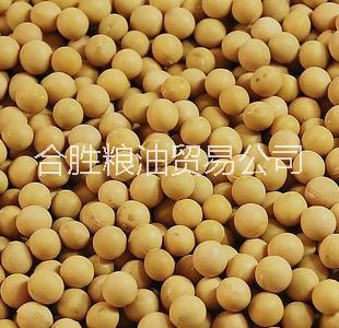 供应用于食用的双低非转进口黄豆图片