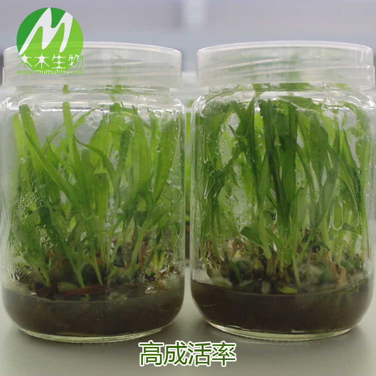 供应用于种植的紫花三叉大白芨苗 白芨组培苗