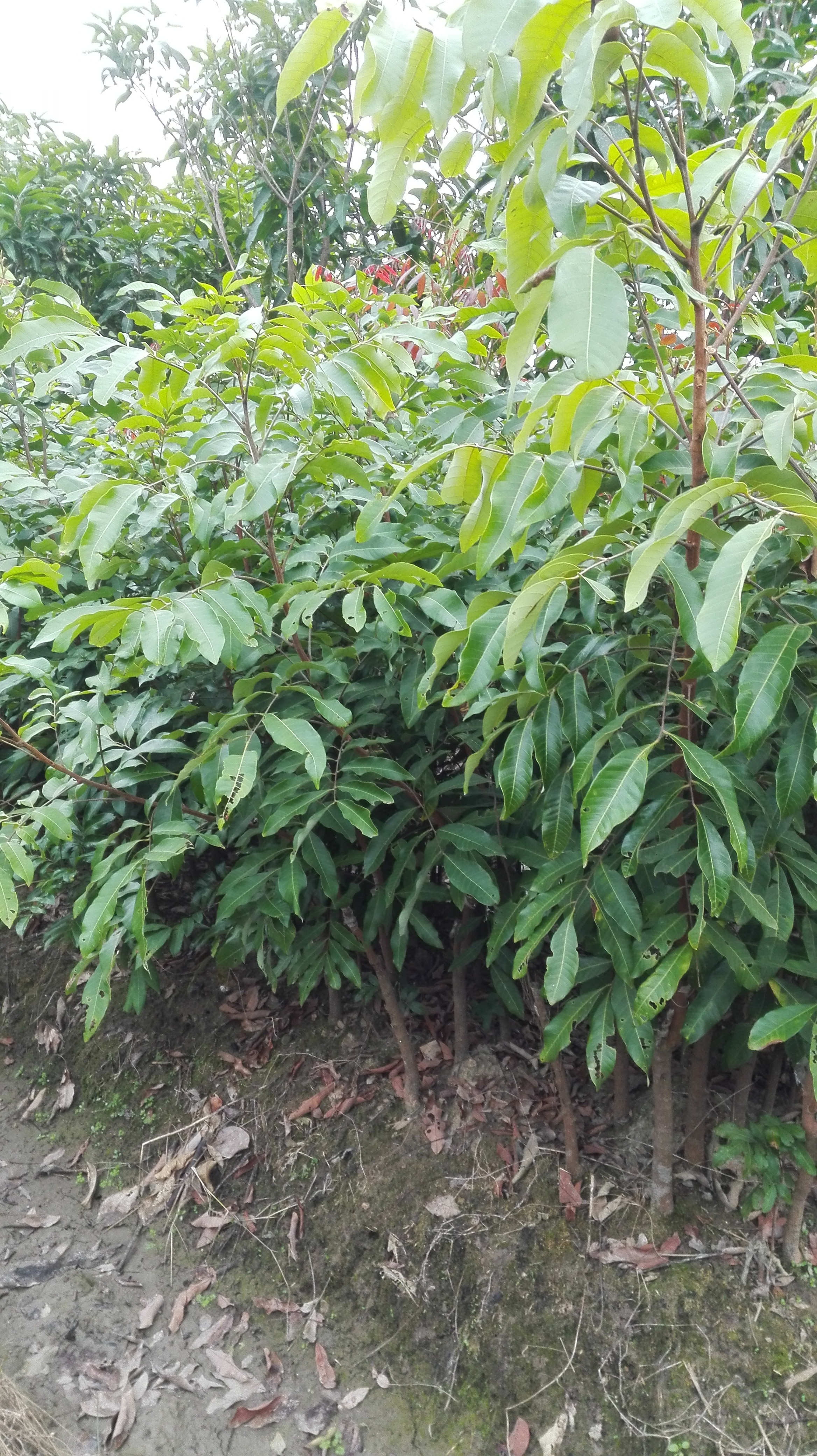 云南昆明龙眼苗 昆明龙眼苗种植基地 龙眼树苗价格 龙眼苗价格